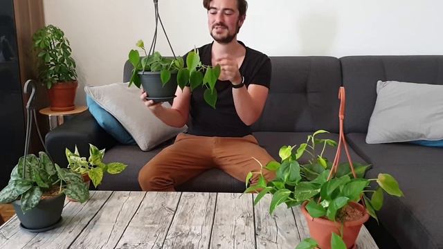 My Favorite Hanging And Trailing Indoor Plants | Vining Plants