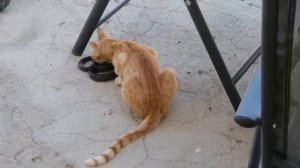 CAT VS SNAKE #SNAKEANDCAT КОШКА ПОЙМАЛА  ЗМЕЮ КОТЯТА И ЗМЕЯ ЛАБРАДОР ПРОТИВ ЗМЕИ