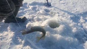 Щука на жерлицы! Выставили жерлицы на озере и наловили щук!