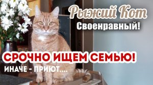 ❗❗СРОЧНО❗ Ищем семью РЫЖЕМУ КОТУ❗ Своенравный❗ Но надо помочь❗ Иначе - приют♀️♀️