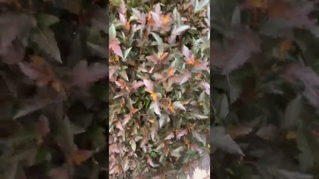 Пузыреплодник литл девил , формирование плотного куста шара смотреть онлайн