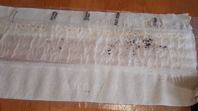 Так удобнее сеять Лук в улитку семена на рассаду Способ посадки цветов, лука, перца смотреть онлайн