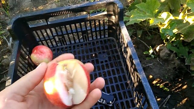 Нектарин Ванг 3 и сравнение с Ванг 8 смотреть онлайн