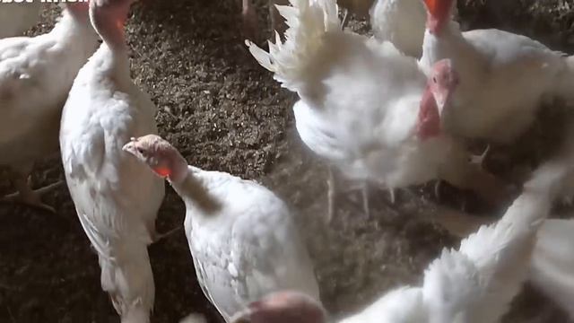 Индюки. Питание и содержание индюков средних и крупных кросов ч.3