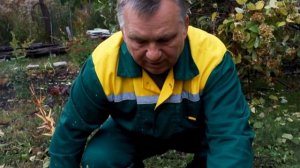 Обрезка роз осенью. Помогаем цветам перезимовать