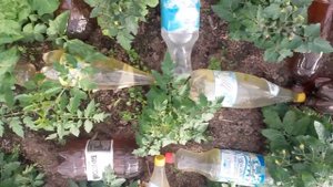 Томат Пиноккио. Первая завязь. Продолжение.