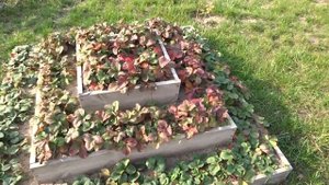 Французская грядка (клумба) клубника (french flower bed Strawberry)