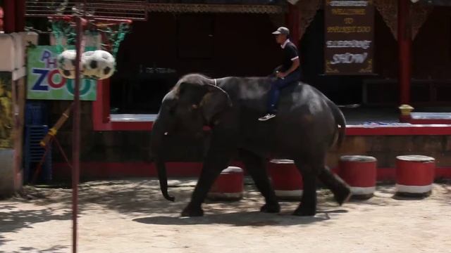 Шоу слонов смотреть онлайн