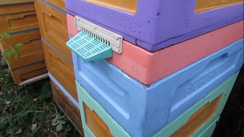 какая влажность в улье, в котором пчелы вентиляцию для зимовки делали сами.