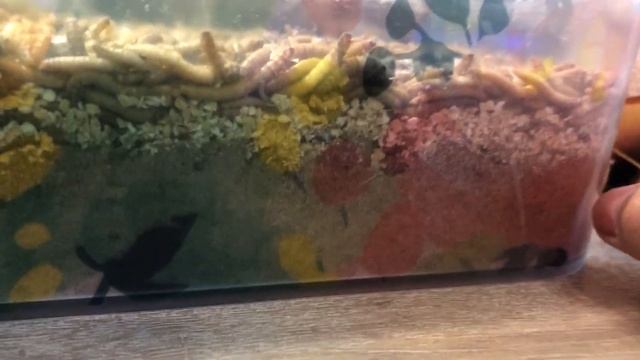 Домашняя ферма мучных червей. Как содержать жука чернотелку? смотреть онлайн