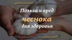 В чем польза чеснока