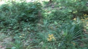 Ещё один день поиска Золота в горах!