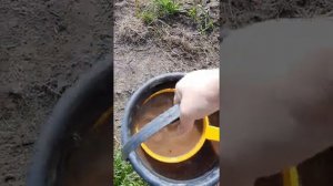 Подкормка огурцов куриным помётом с золой.