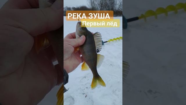 РЫБАЛКА на МОРМЫШКУ 🐟🌊 Первый лёд 🐟🎣🌊🐟🎣🌊🐟🎣🌊