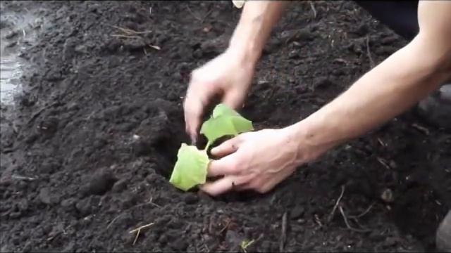 Рассада огурцов, высадка в теплицу.mp4 смотреть онлайн