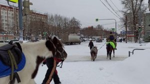 Снегопады в Челябинске настолько суровы, что заставляют пересесть на лошадей и верблюдов