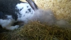 Роды крольчихи/Как кормят крольчихи крольчат/Кормление кормящих крольчих
