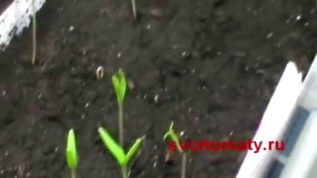 Томаты (помидоры) Первые всходы томатов смотреть онлайн