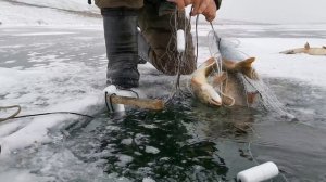 Ставим сеть на чира