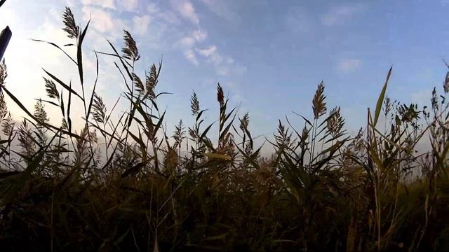 Охота на утку, осень 2021. ПОСЛЕ ОТКРЫТИЯ. смотреть онлайн