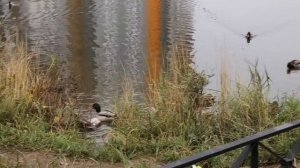 ЖК Цветной город СПб / Низкие цены - Пробки и отсутствие Инфраструктуры