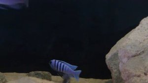 Cynotilapia Hara Gallireya Reef