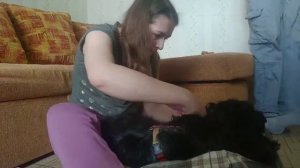 Стрижка колтунов спаниелю Джою