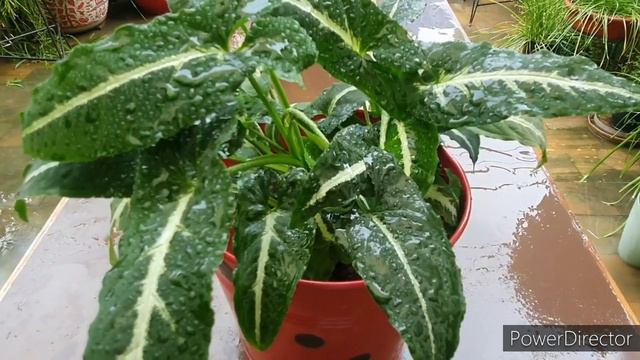 Syngonium Wendlandii  Care  Fertilizer