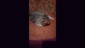 красивый отдыхает