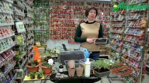 Посев томатов на рассаду. Сроки и способы посева