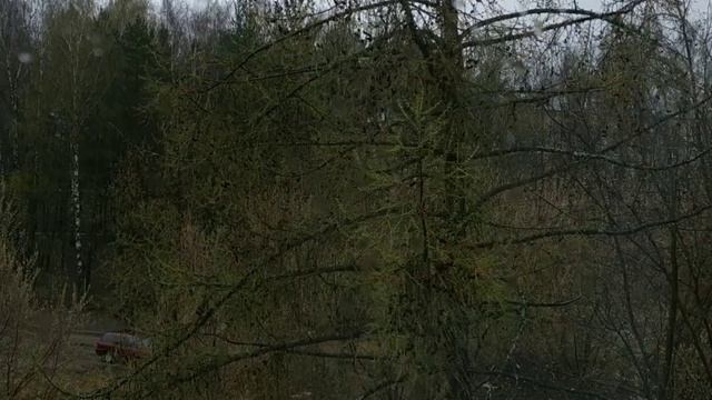 Лиственница сибирская