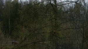 Лиственница сибирская