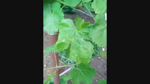 Болячка винограда лідія!Поможіть чим лікувати? смотреть онлайн