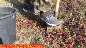 Осеняя посадка ЕЛИ легко,быстро.Сажаем саженцы сеянцы ели,20 штук за 1000 рублей.Осеняя посадка ели