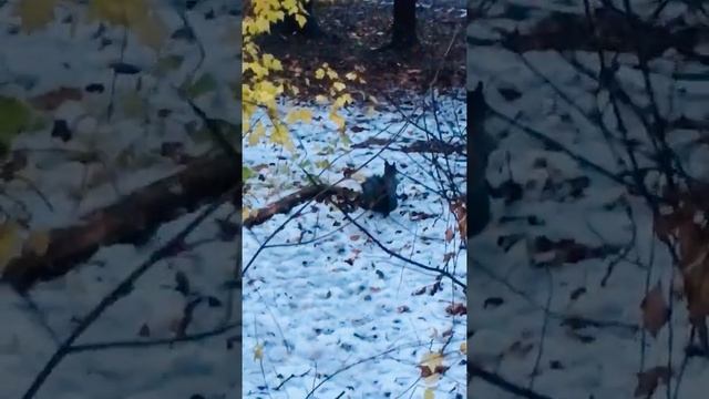 Этому парку более 100 лет! смотреть онлайн