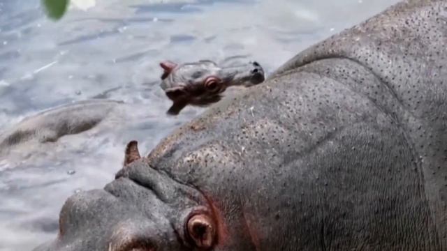 В БРАЗИЛЬСКОМ ЗООПАРКЕ РОДИЛСЯ БЕГЕМОТИК смотреть онлайн