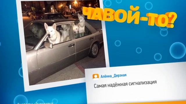 Чавой то Собаки смотреть онлайн
