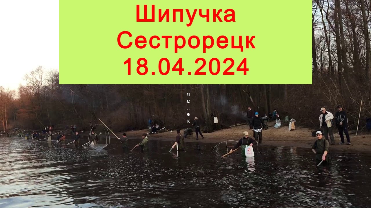 Корюшка 2024 18 апреля шипучка Сестрорецк