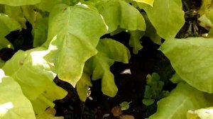 Зрелость листа табака.