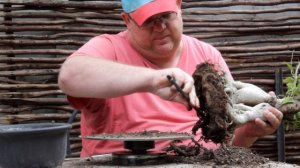 Phasic's Bonsai World   Repotting & Trimming Ficus Ginseng