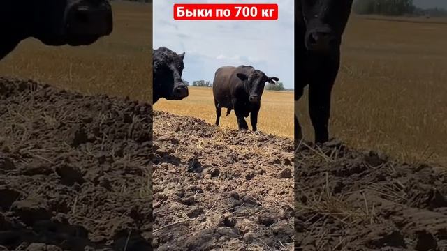 Продажа Оптом Быков порода Абердин Ангус из России на экспорт ???? смотреть онлайн