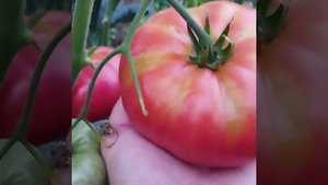 Обзор томатов Большая медведица , Вороний глаз и Гардемарины . Беларусь.