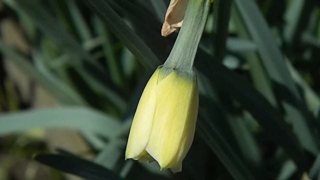 06_05_2019 Нарцисс махровый Альбус Пленус Одоратус ч1 Приятного Дня! смотреть онлайн