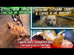 Амур покусанный собаками 3 операция, оставила на стационар. Кастрируем котов.Бельчик не выходит