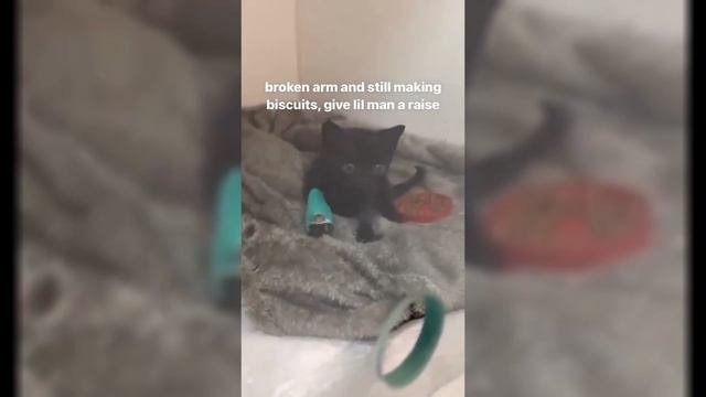 Silly Cat