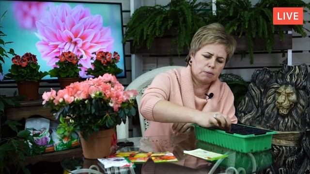 Как вырастить ГЕОРГИНЫ из семян? ? Мастер класс  прямой эфир