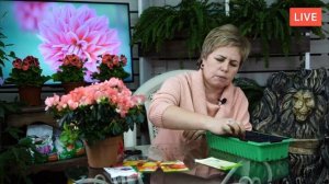 Как вырастить ГЕОРГИНЫ из семян? ? Мастер класс  прямой эфир