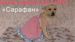 Шьем сарафанчик для собачки | Быстро и без выкройки