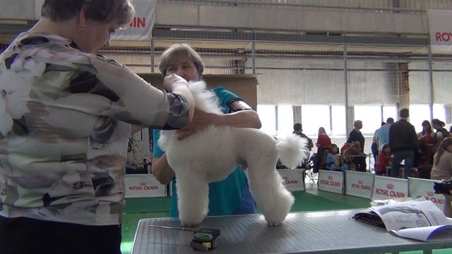 55  Звездное шоу. Екатеринбург 2019. ринг пуделей смотреть онлайн