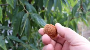 Откуда миндаль? Все просто - подвой!